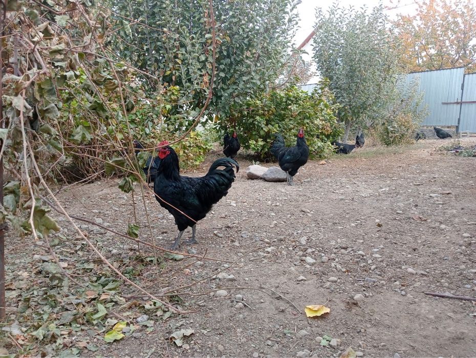 Инкубационные яйца Автролорпа