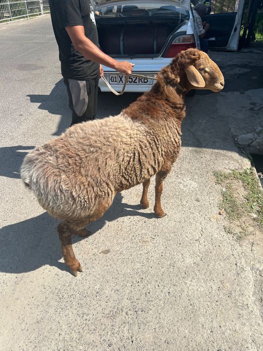 Тирик қўйлар ва қассоб, калла поча ва хасип