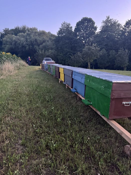 Vand 14 famili de albine