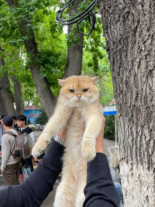 Zalatoy Shinshila ugil 1yosh