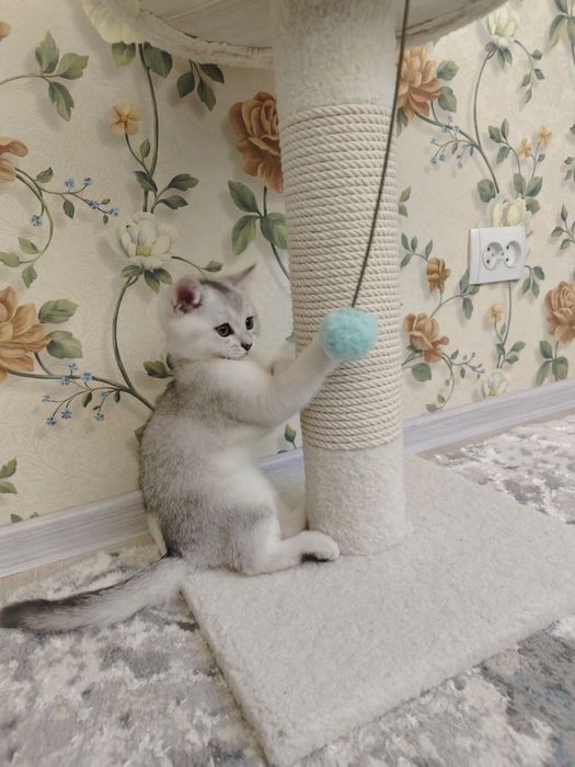 Продается котенок игривый любит ласку