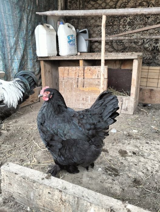 Қораздар бар сатылатын