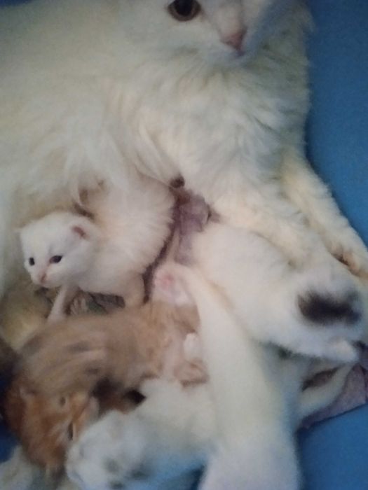 Белые пушистики ангорки, 40 дней.