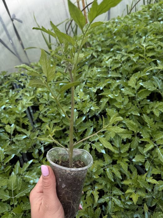 разсад от производител