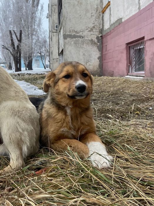 Волчок и Малышка