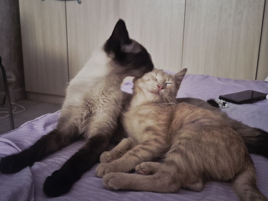 Отдам котенка в хорошие руки