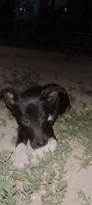 Прибился щенок, девочка.