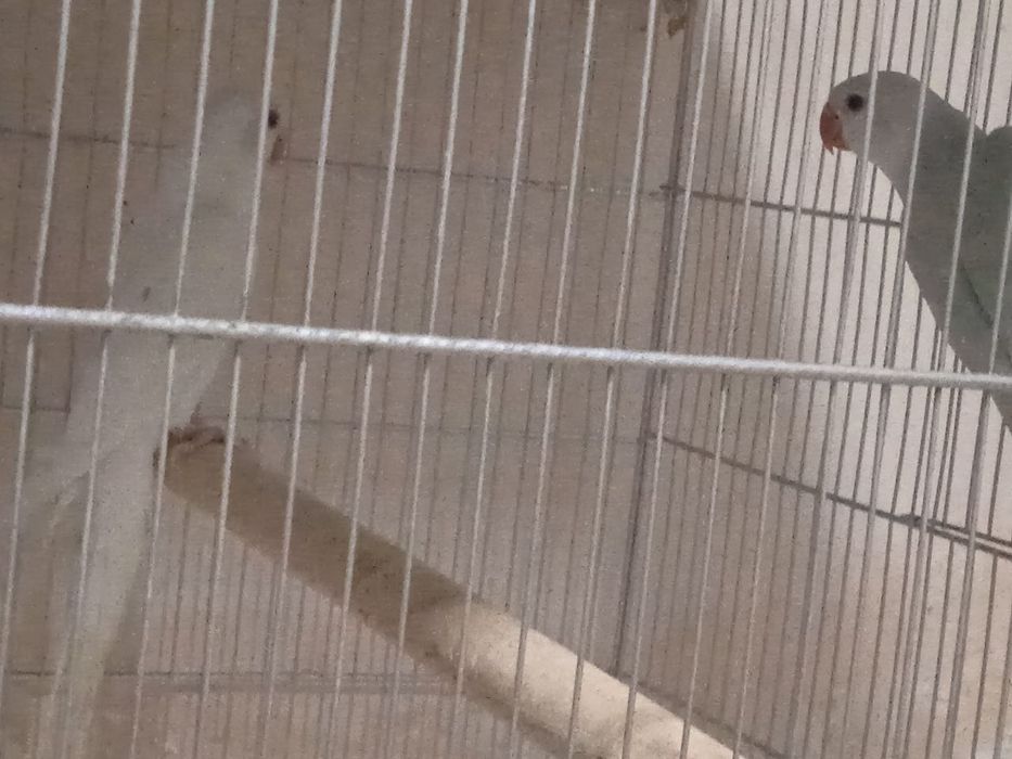 Молодые птенцы ожереловых попугаев