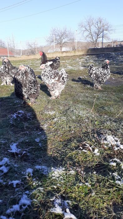 Rațe albe mari și găini brahma