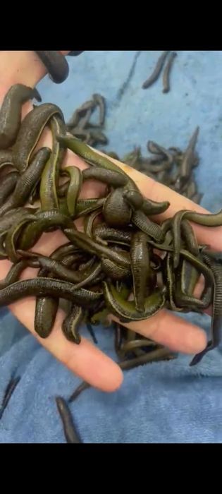 Zuluk sotiladi продается пиявки