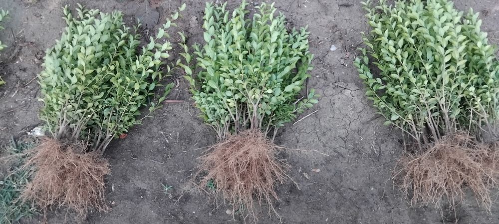 Лигуструм на гол корен