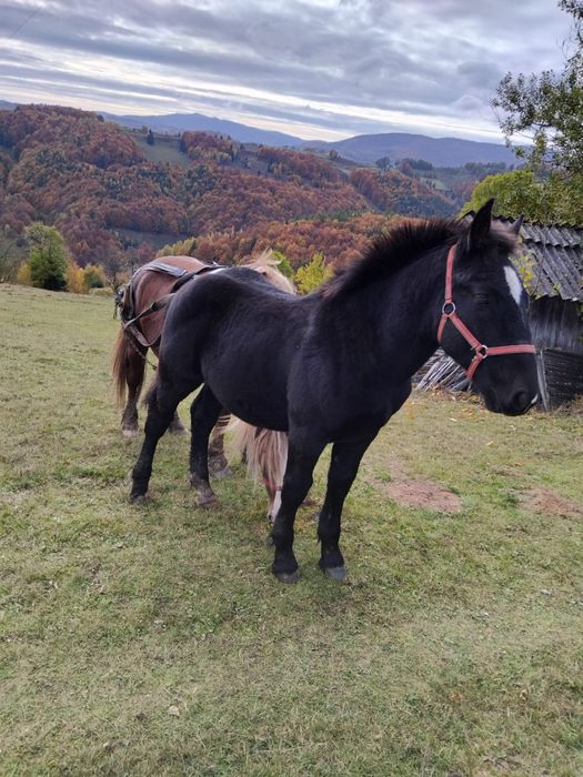 Vand mânz de 6 luni
