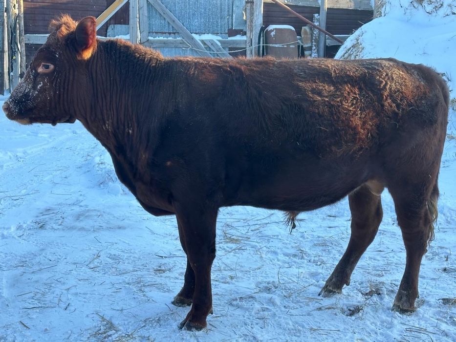 Продам быка на племя