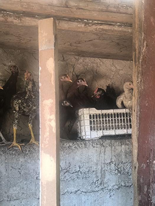 Joʻja xoʻroz va tovuqlar