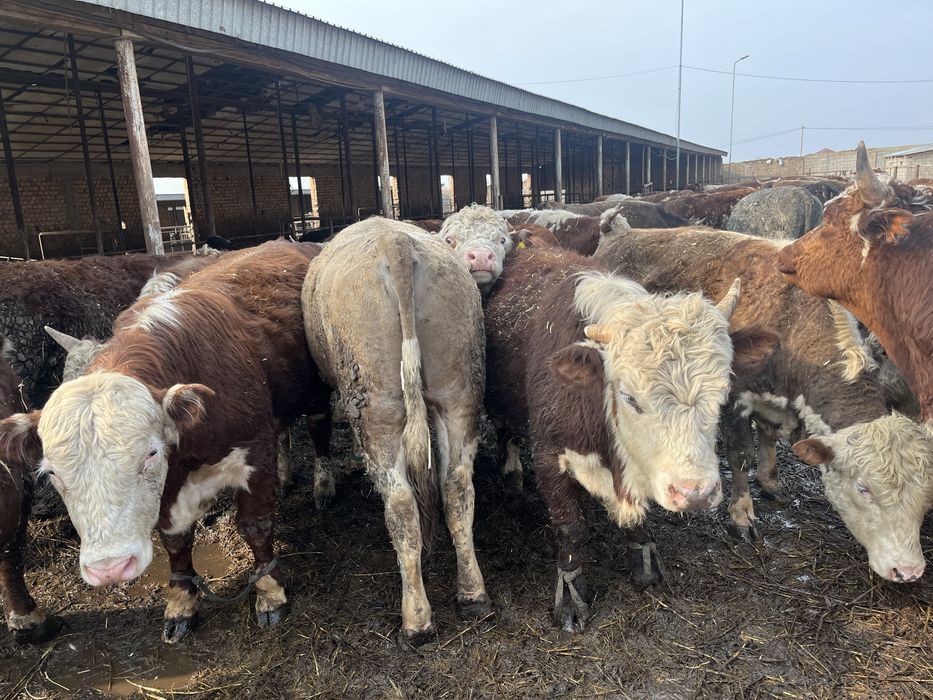 Бычки бұқалар ақбас