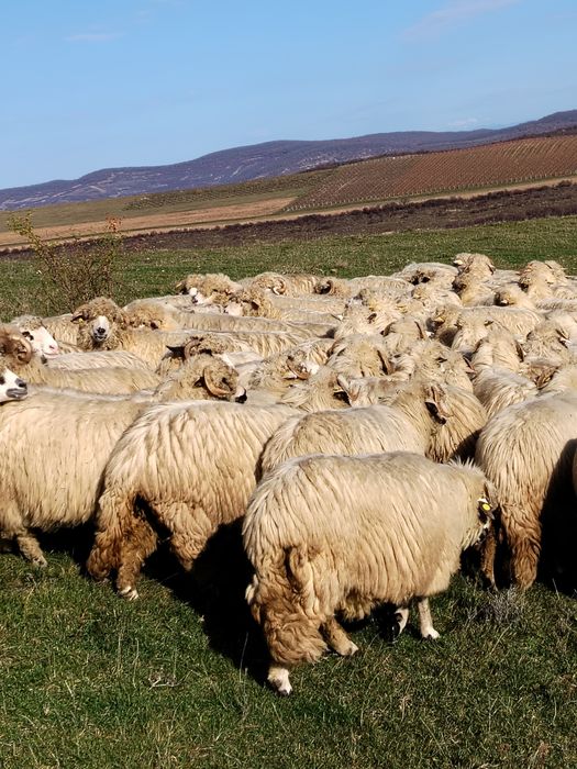 Oi de vînzare... 1000 lei