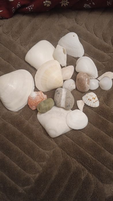 Ракушки красивые