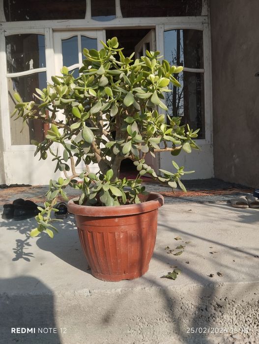 Dollor gullar sotiladi