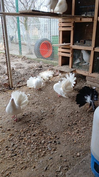 Vând porumbei și găini