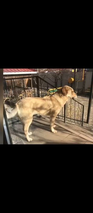 Пропала собака помогите найти