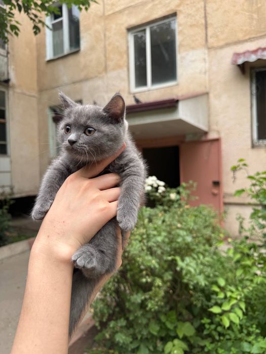 Скотиш фолд бн скотиш страйт мушуклар сотилади
