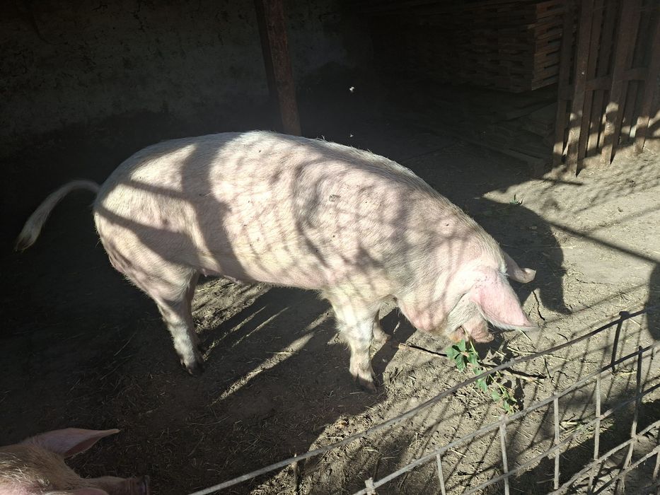Продам на племя кабана