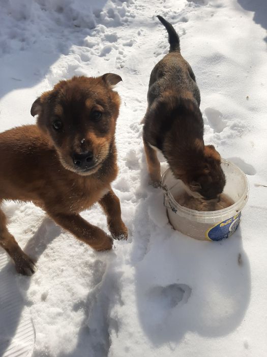 СРОЧНО ищут домик!