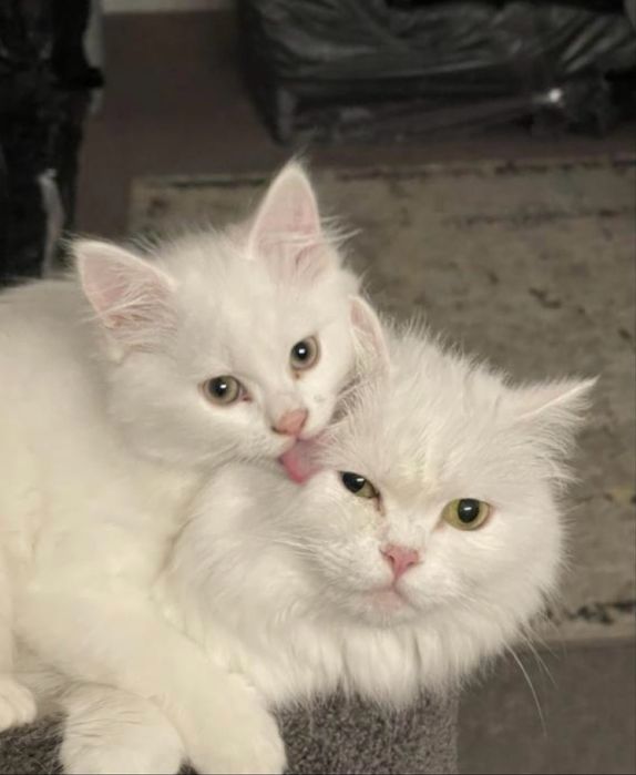 11 oylik britanski oppoq mushukdan xomilador