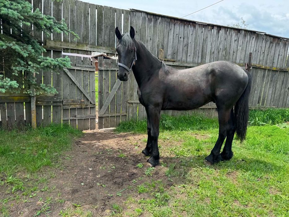 Manz frizian(frisian,friesian) 1 an si 2 luni