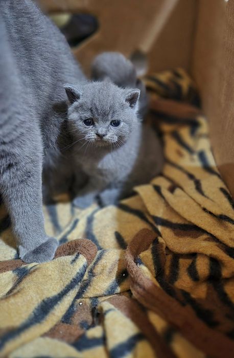 Котета  Британка късокосместа Blue