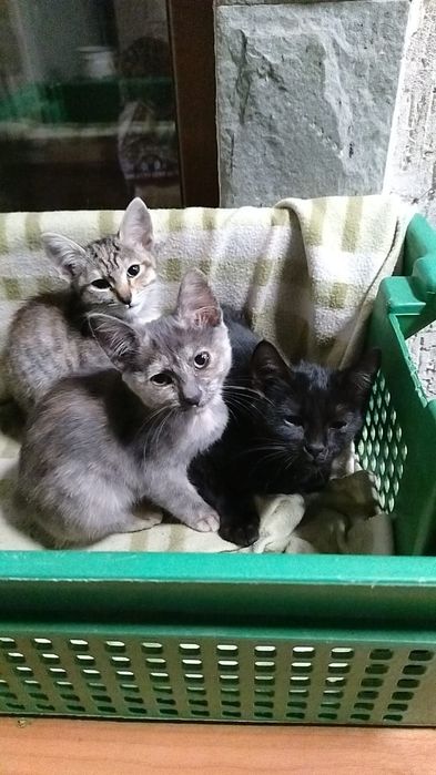 Срочно отдам кошек с котятами в добрые руки