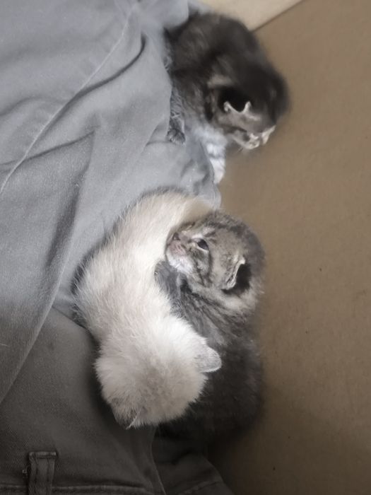 Отдам котят в добрые руки