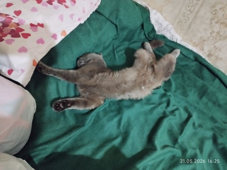Продаются котята
