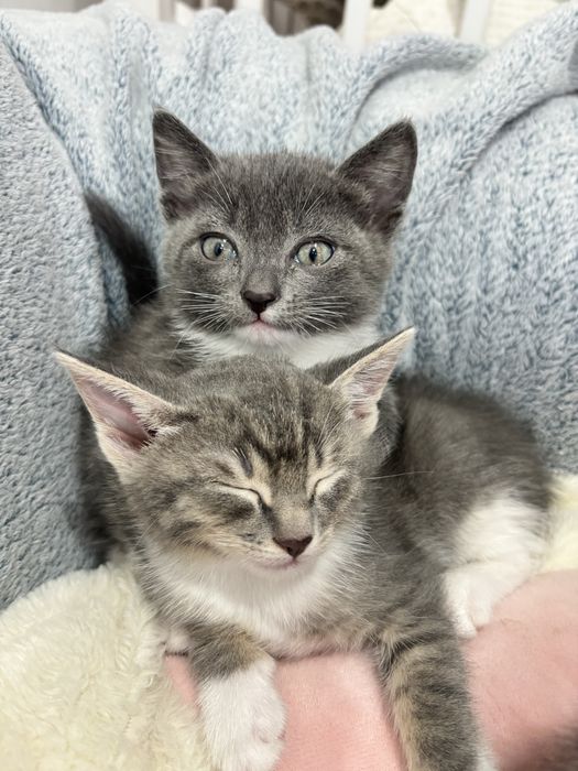 Котята в добрые руки!