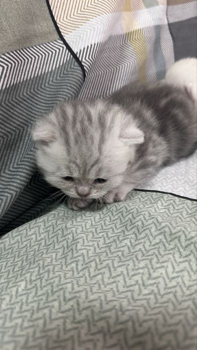 шотландские котята