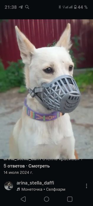 Отдам суку в частный дом