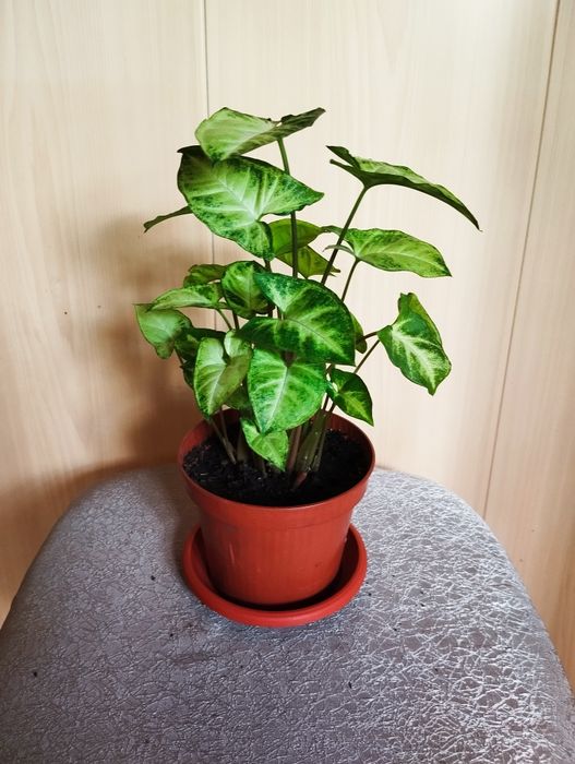 Продам комнатный цветок "Сингониум"