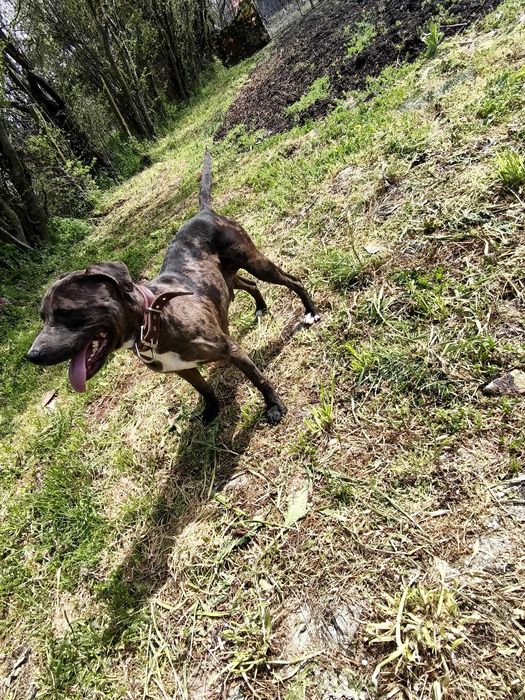 Питбулчета.