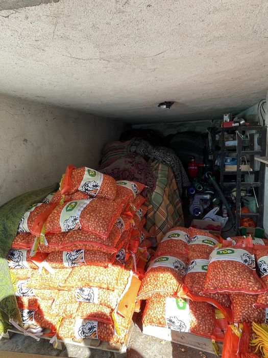 Арпаджик лук Стурон и Щутгартен Ризен – качествен посадъчен материал