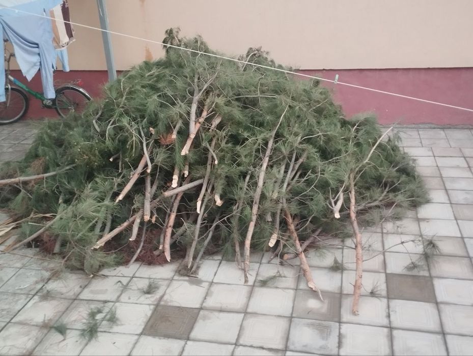 Otinalr qaragay, zoldori, Olma, bodom