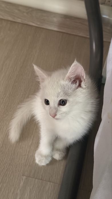 Белые котята ищут любящий дом!
