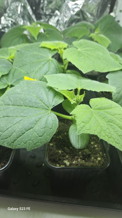 Продам раннюю рассаду