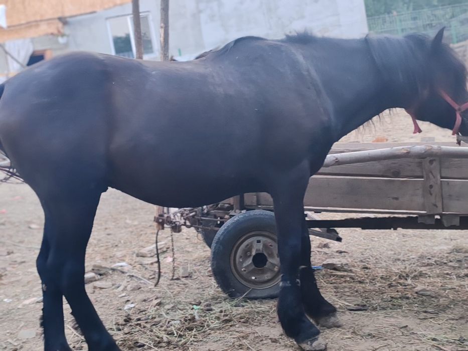 Cal cuminte bun la căruță  bland nu mușcă tânăr culoare negru 10 ani