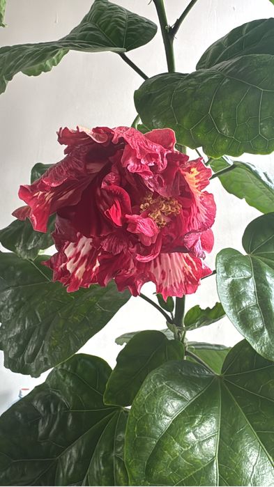 Сортовые гибискусы излишки