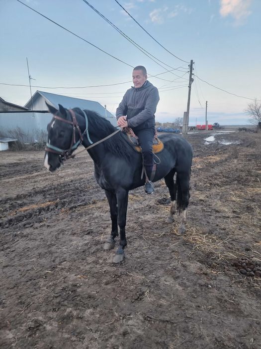 Орловский Жеребец