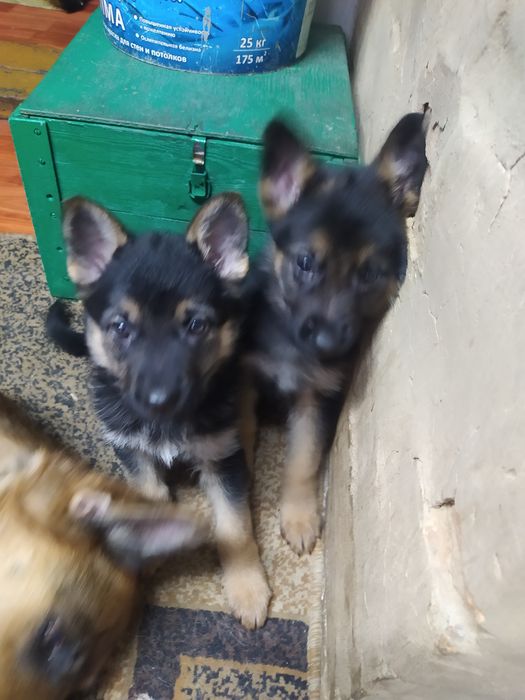 Чистокровные немчата девочки