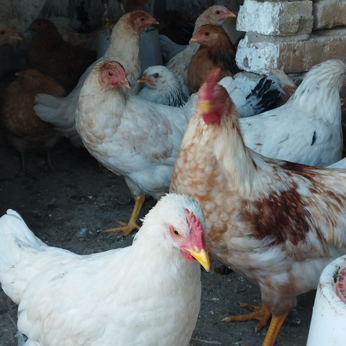 Продам куры домашние
