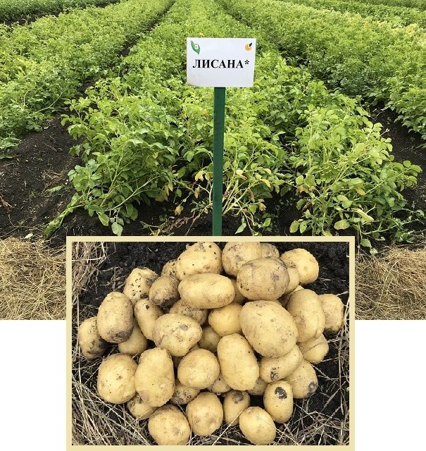 Продам семена 1я репродукция