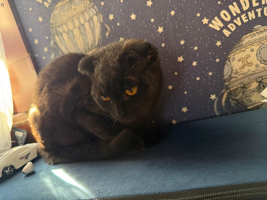 Шотланский вислоухий котенок