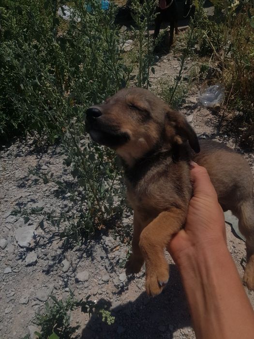 chotki kuchuk yaxshi qaralgan pitbulga qochgan